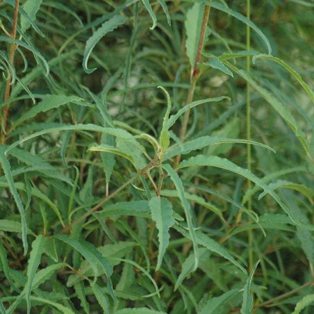 Farnblättriger Faulbaum 'Asplenifolia' - Rhamnus frangula Asplenifolia