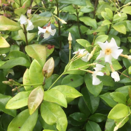 Jasmin étoilé jaune Toscane - Jardins du Monde.be