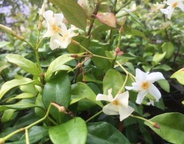Jasmin étoilé jaune Toscane - Jardins du Monde.be