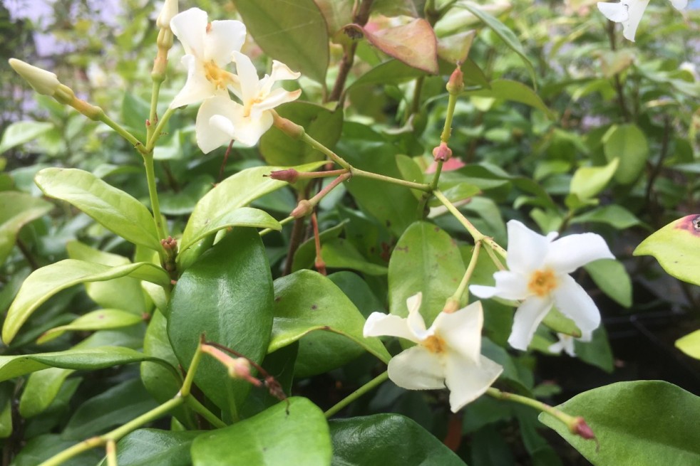 Jasmin étoilé jaune Toscane - Jardins du Monde.be