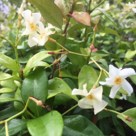 Jasmin étoilé jaune Toscane - Jardins du Monde.be