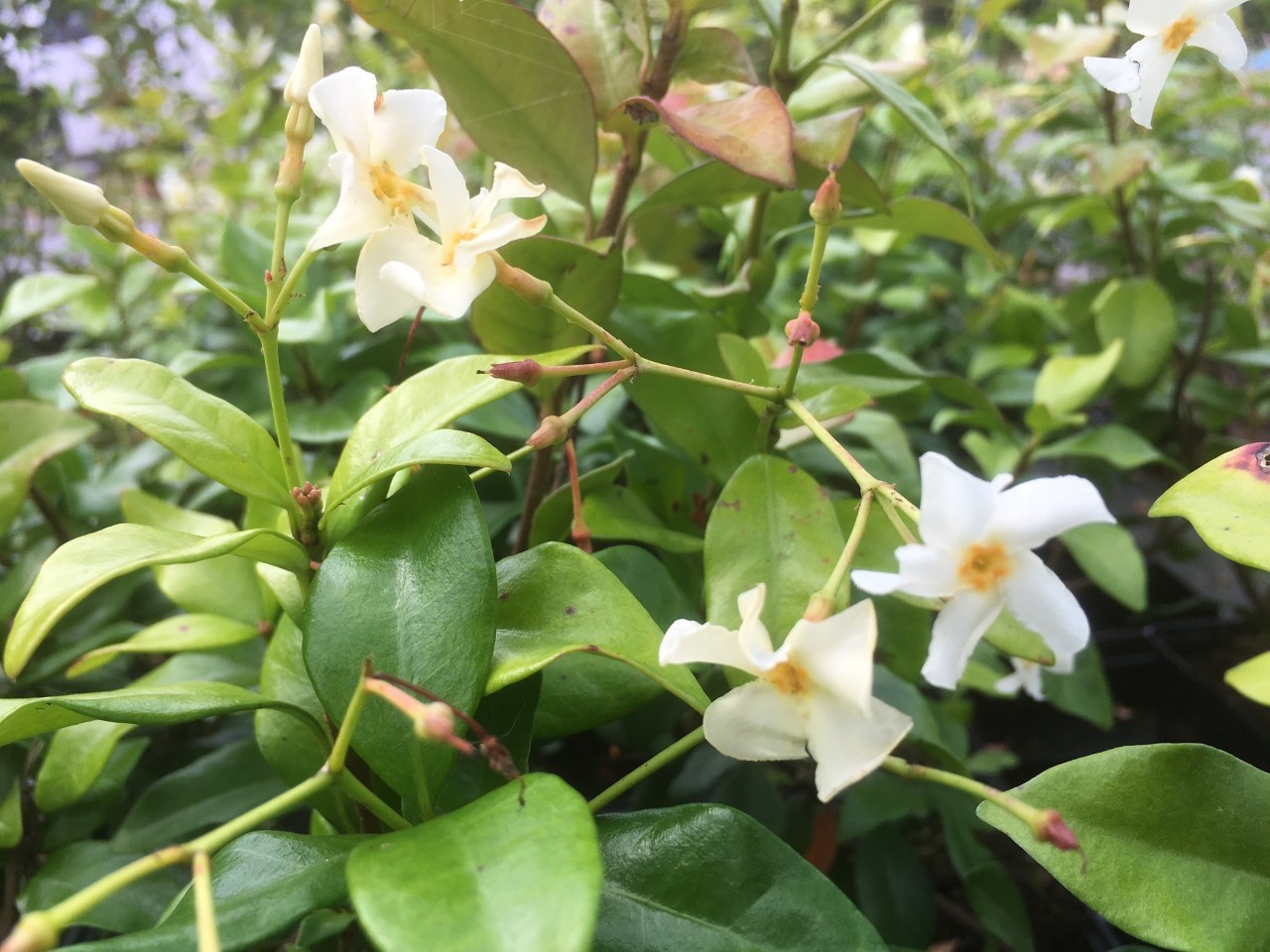 Yellow Star Jasmine