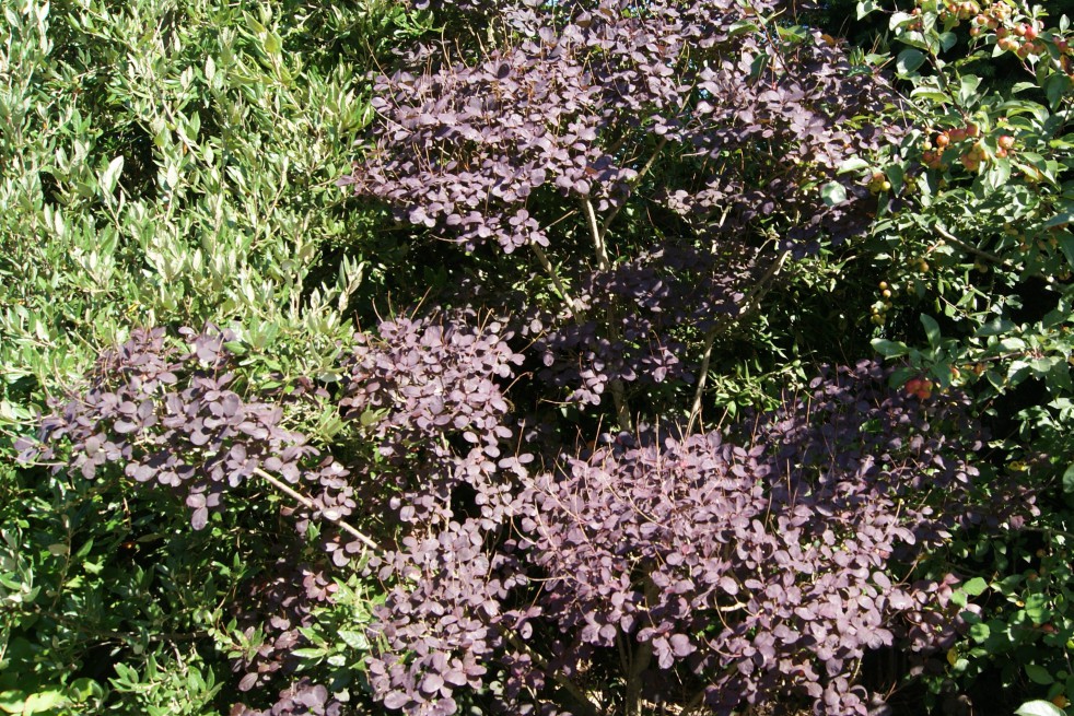 Cotinus Coggygria Royal Purple (Jardins du Monde.be)