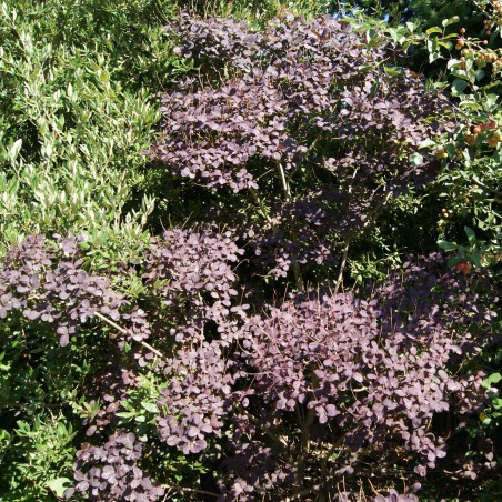 Cotinus Coggygria Royal Purple (Jardins du Monde.be)