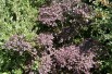 Cotinus Coggygria Royal Purple (Jardins du Monde.be)