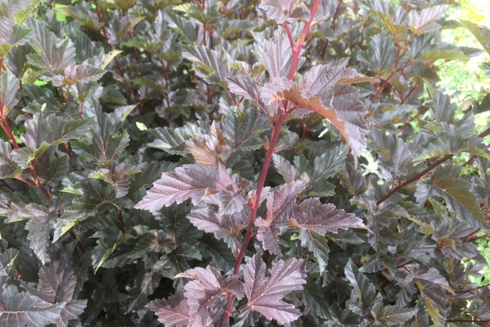 Physocarpus Opulifolius Red Baron - Jardins du Monde.be
