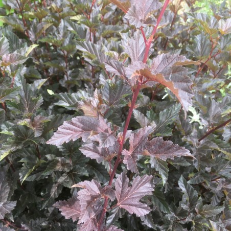 Physocarpus Opulifolius Red Baron - Jardins du Monde.be