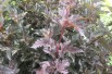 Physocarpus Opulifolius Red Baron - Jardins du Monde.be