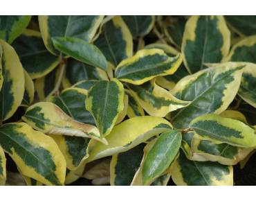 Elaeagnus ebbingei Gilt Edge - Jardins du Monde.be