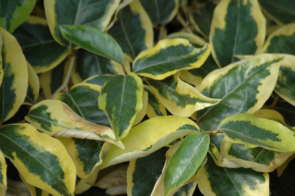 Elaeagnus ebbingei Gilt Edge - Jardins du Monde.be