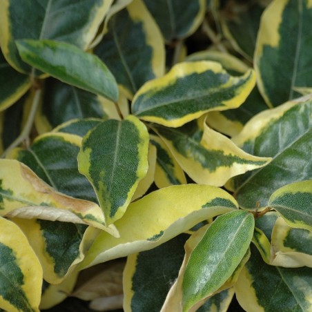 Elaeagnus ebbingei Gilt Edge - Jardins du Monde.be