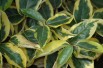 Elaeagnus ebbingei Gilt Edge - Jardins du Monde.be