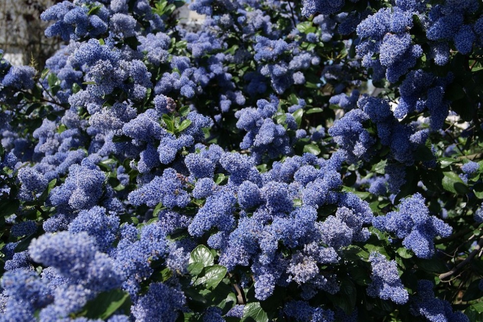Ceanothus griseus Yankee Point - Jardins du Monde.be