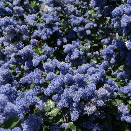 Ceanothus griseus Yankee Point - Jardins du Monde.be