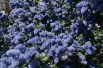Ceanothus griseus Yankee Point - Jardins du Monde.be