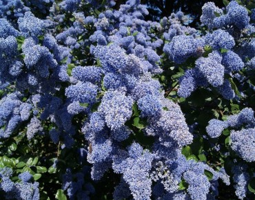 Ceanothus griseus Yankee Point - Jardins du Monde.be