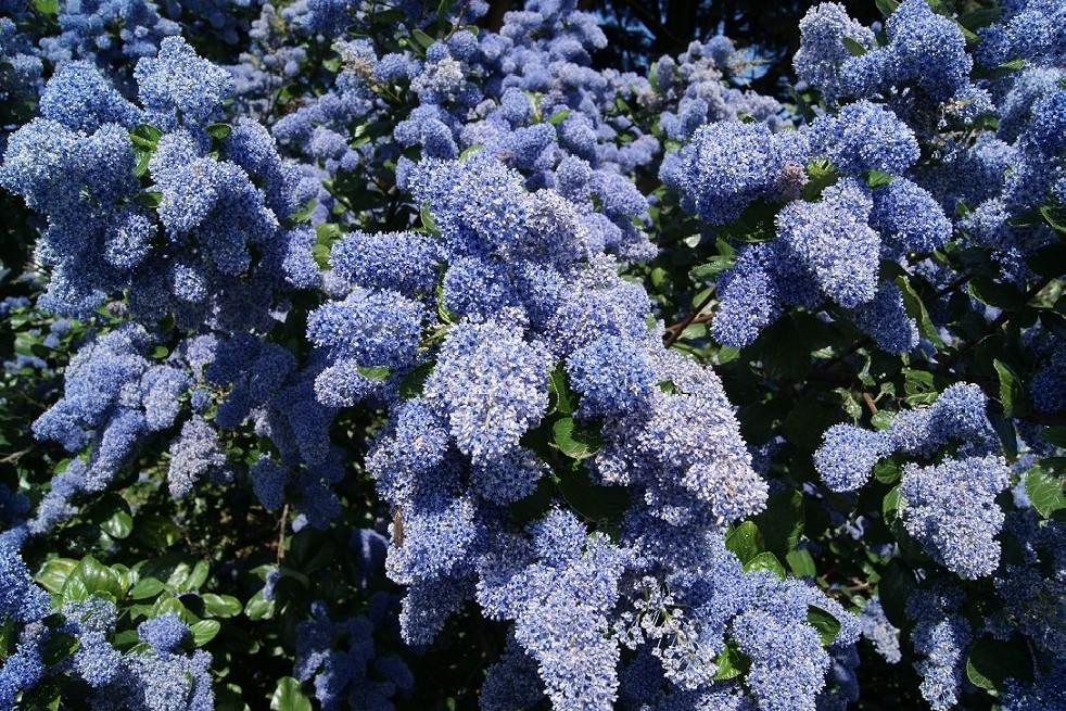 Ceanothus griseus Yankee Point - Jardins du Monde.be