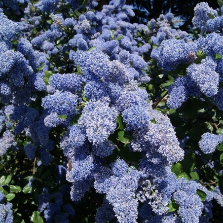Ceanothus griseus Yankee Point - Jardins du Monde.be