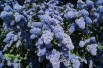 Ceanothus griseus Yankee Point - Jardins du Monde.be