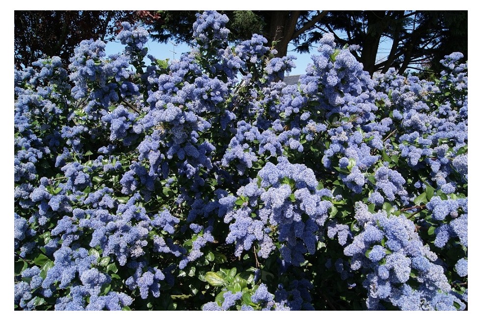 Ceanothus griseus Yankee Point - Jardins du Monde.be