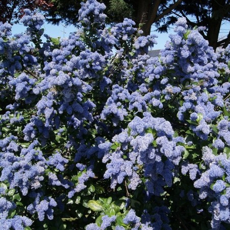 Ceanothus griseus Yankee Point - Jardins du Monde.be