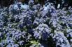 Ceanothus griseus Yankee Point - Jardins du Monde.be