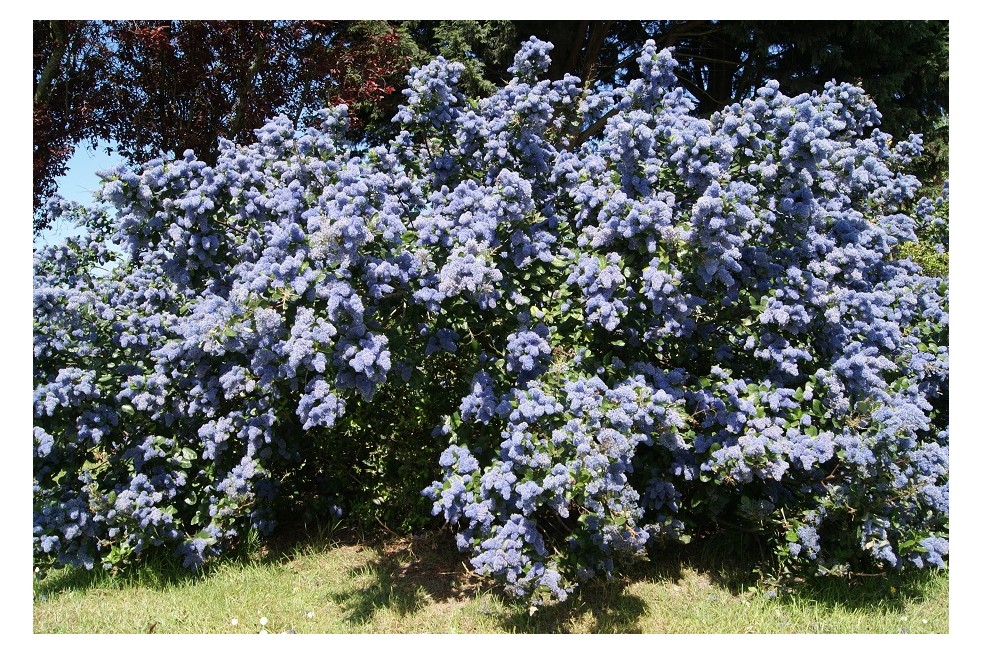 Ceanothus griseus Yankee Point - Jardins du Monde.be