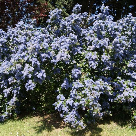 Ceanothus griseus Yankee Point - Jardins du Monde.be