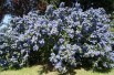 Ceanothus griseus Yankee Point - Jardins du Monde.be