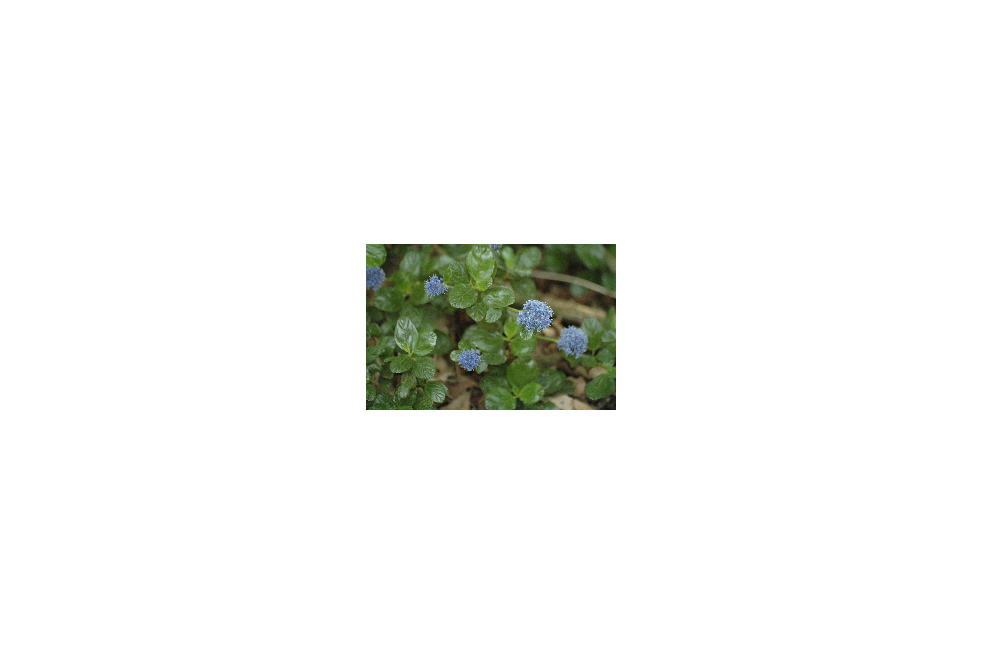 Ceanothus griseus Yankee Point - Jardins du Monde.be