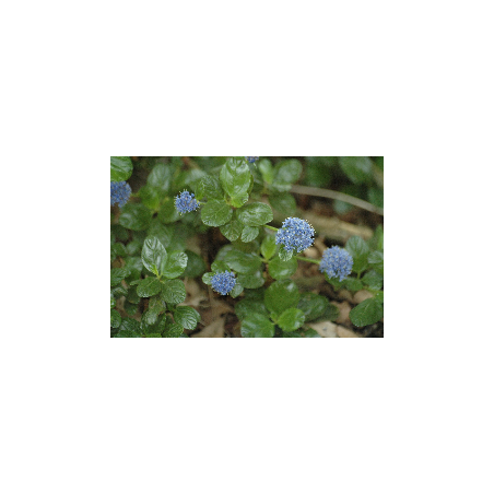 Ceanothus griseus Yankee Point - Jardins du Monde.be