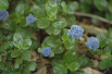 Ceanothus griseus Yankee Point - Jardins du Monde.be