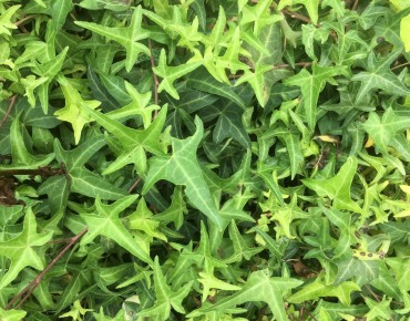 Felsen-Efeu Sagittifolia