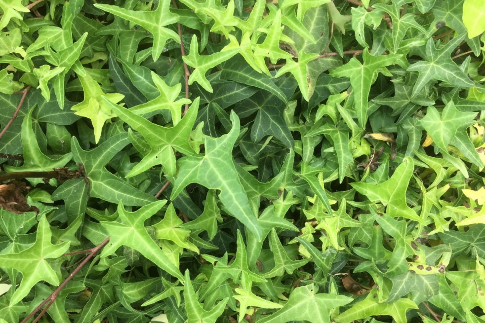 Hedera helix Sagittifolia - Jardins du Monde.be