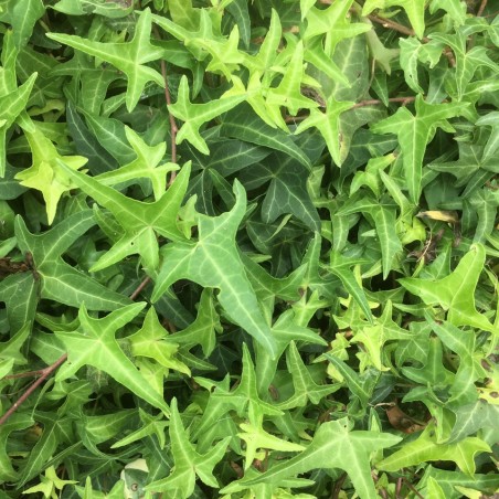 Hedera helix Sagittifolia - Jardins du Monde.be