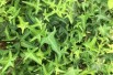 Hedera helix Sagittifolia - Jardins du Monde.be