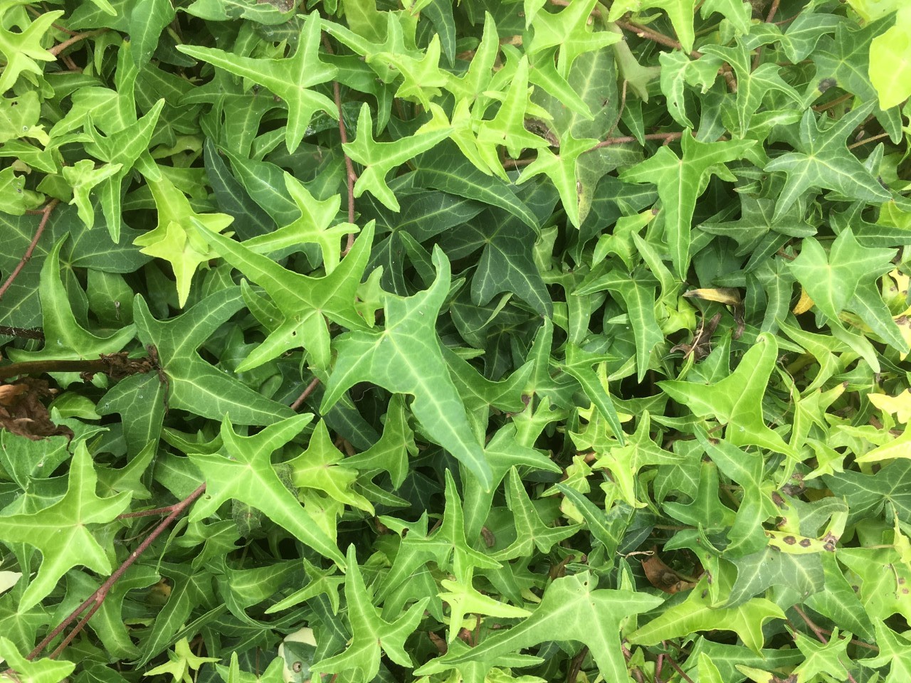 Ivy Sagittifolia