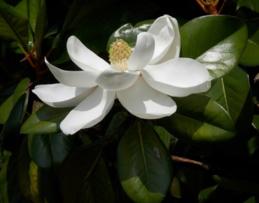 Wintergroen magnolia met...