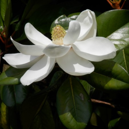 Evergreen Large-flowered magnolia - Magnolia Grandiflora