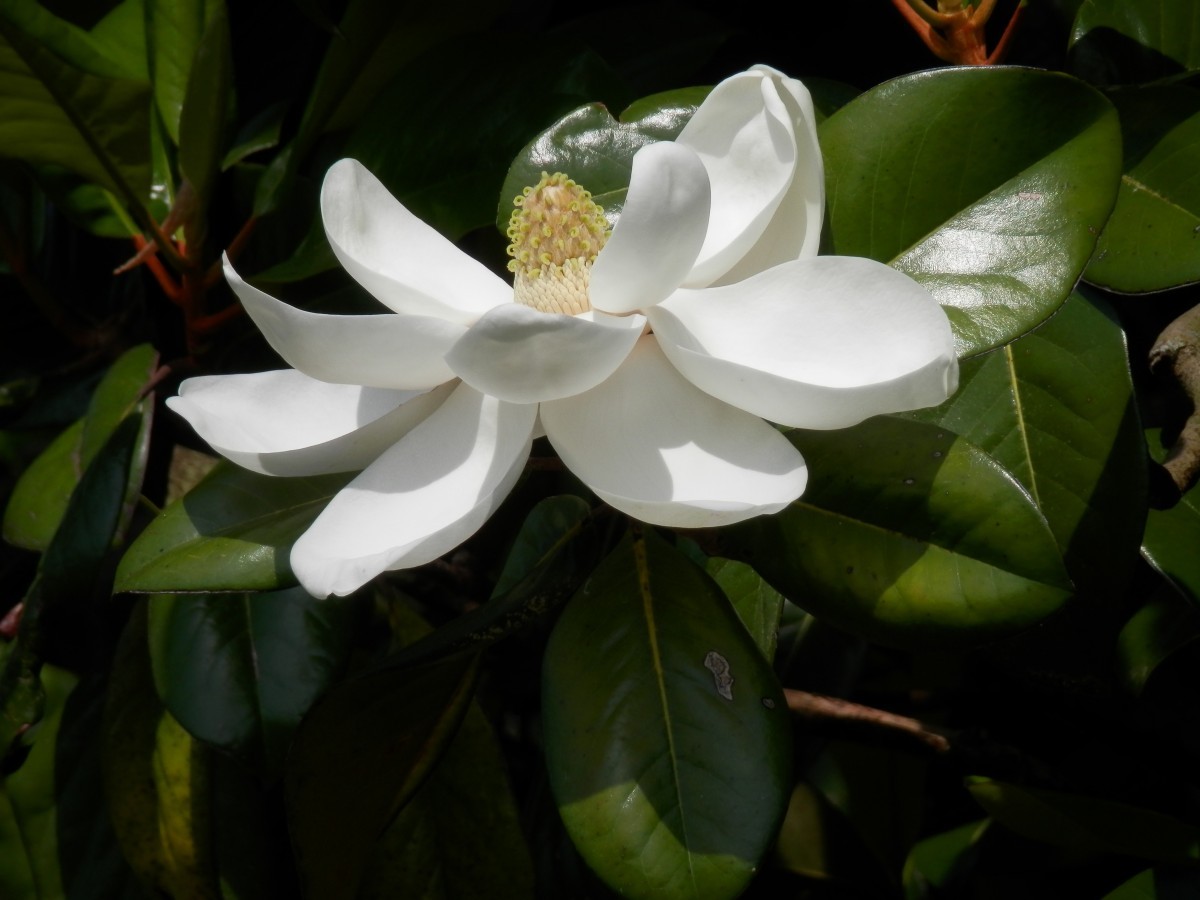 Evergreen Large-flowered magnolia