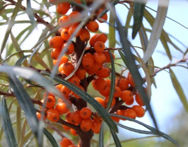 Hippophae rhamnoides Hergo - Jardins du Monde.be