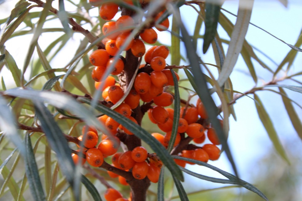 Hippophae rhamnoides Hergo - Jardins du Monde.be Hippophae rhamnoides Hergo - Jardins du Monde.be