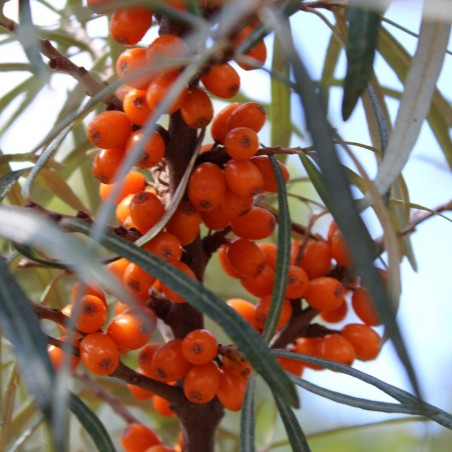 Hippophae rhamnoides Hergo - Jardins du Monde.be