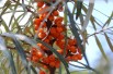 Hippophae rhamnoides Hergo - Jardins du Monde.be Hippophae rhamnoides Hergo - Jardins du Monde.be