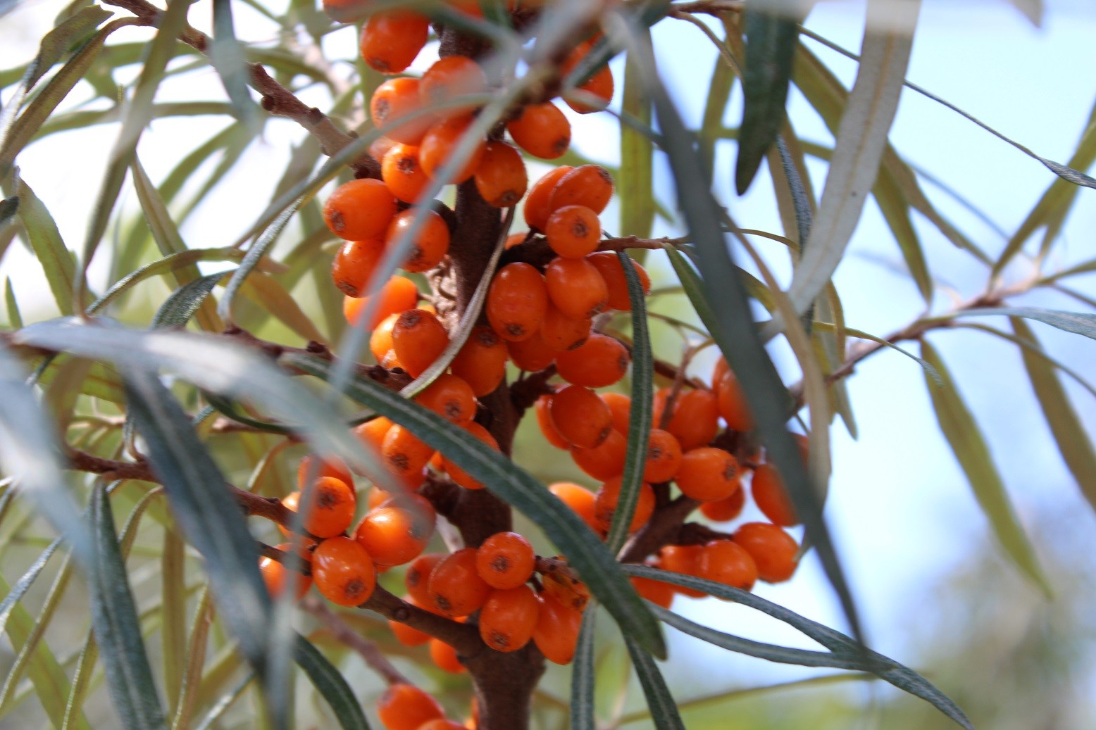 Hergo sea buckthorn female