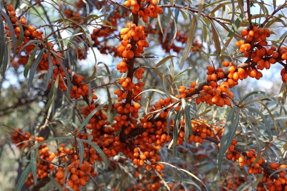 Hippophae rhamnoides Hergo - Jardins du Monde.be Hippophae rhamnoides Hergo - Jardins du Monde.be