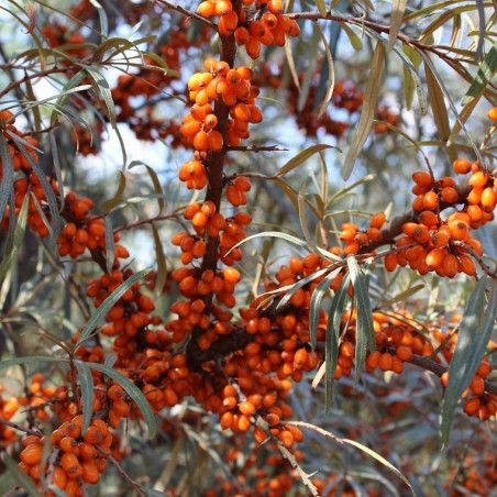 Hippophae rhamnoides Hergo - Jardins du Monde.be