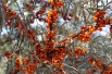 Hippophae rhamnoides Hergo - Jardins du Monde.be Hippophae rhamnoides Hergo - Jardins du Monde.be
