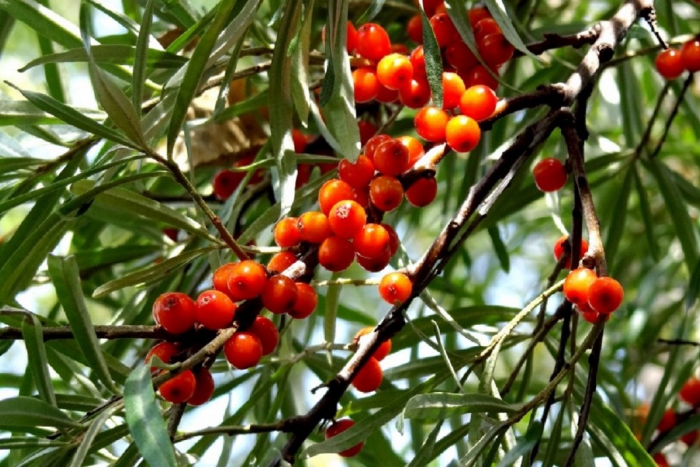 Hippophae rhamnoides Leikora - Jardins du Monde.be
