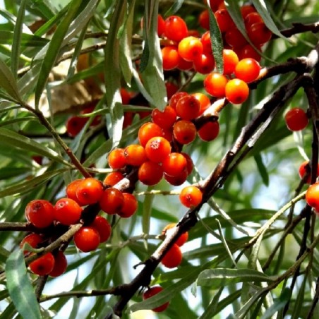 Hippophae rhamnoides Leikora - Jardins du Monde.be